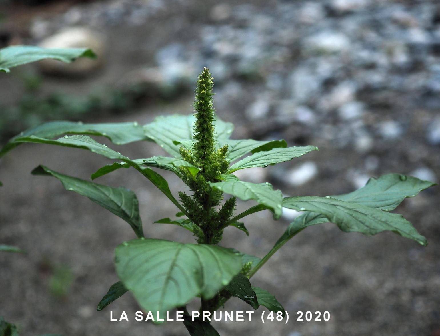 Pigweed, Green